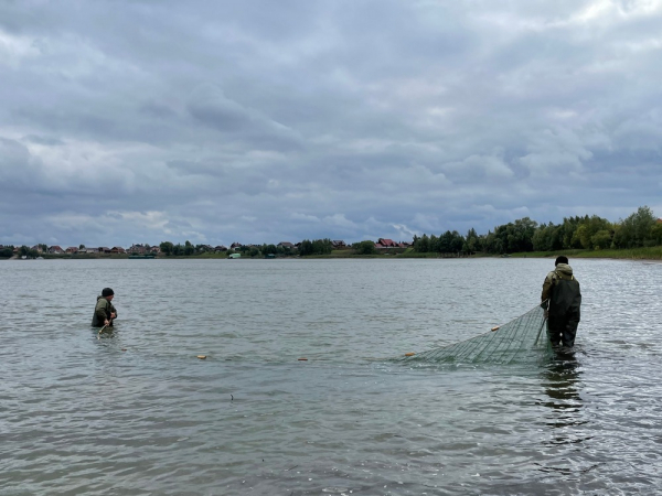 Оценка эффективности размножения промысловых видов рыб Куйбышевского водохранилища в 2021 г