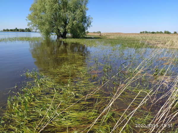 О прохождении нереста основных промысловых видов рыб в Куйбышевском водохранилище в 2020 г.